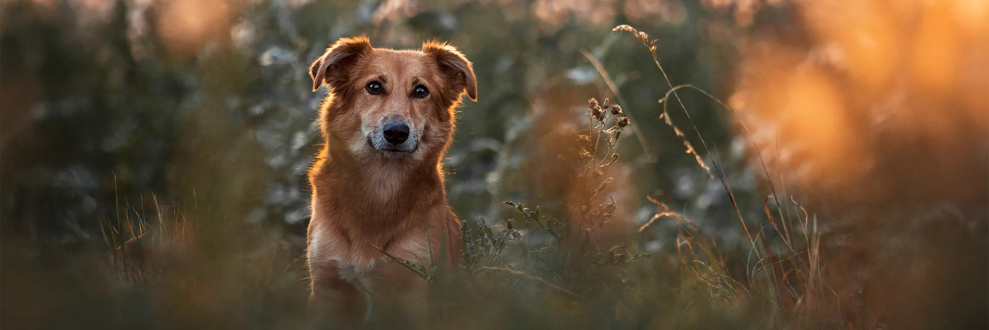 Portrait von Harzer Fuchs