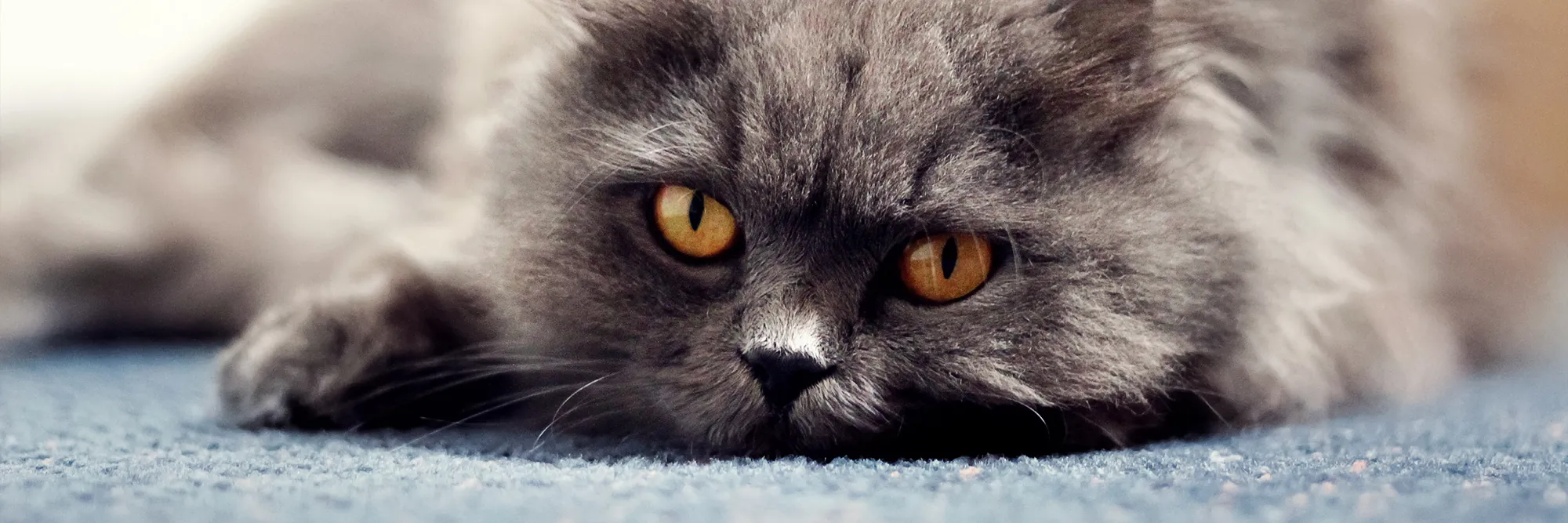 Katze mit leuchtend orangefarbenen Augen