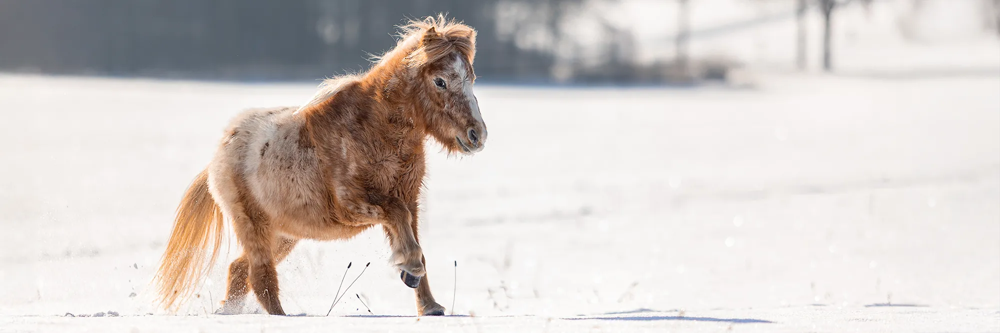 Kleines Shettlandpony galoppiert durch tiefen Schnee