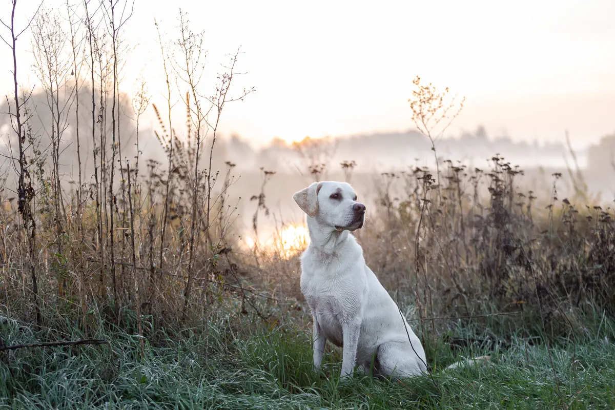 Weißer Labrador sitzt vor einem Teich mit Nebel im Hintergrund