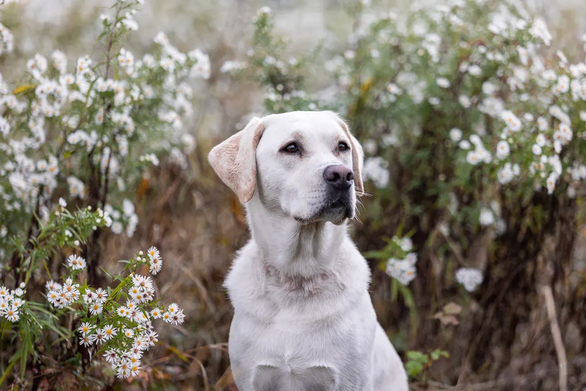 Weißer Labrador im Portrait vor einem Busch mit weißen Blüten