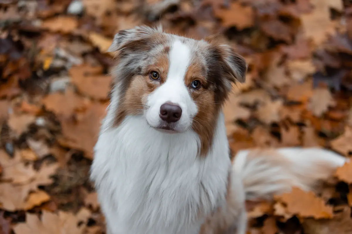 Red Merle Australian Shepherd sitzt im Herbstlaub und schaut in die Kamera