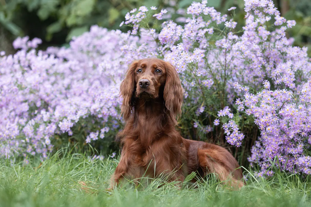 Irish Red Setter liegt vor einem rosa blühenden Busch