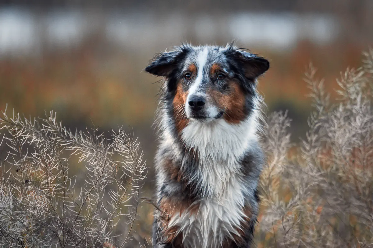 Red Merle Australian Shepherd sitzt in Gräsern mit herbstlicher Stimmung im Hintergrund