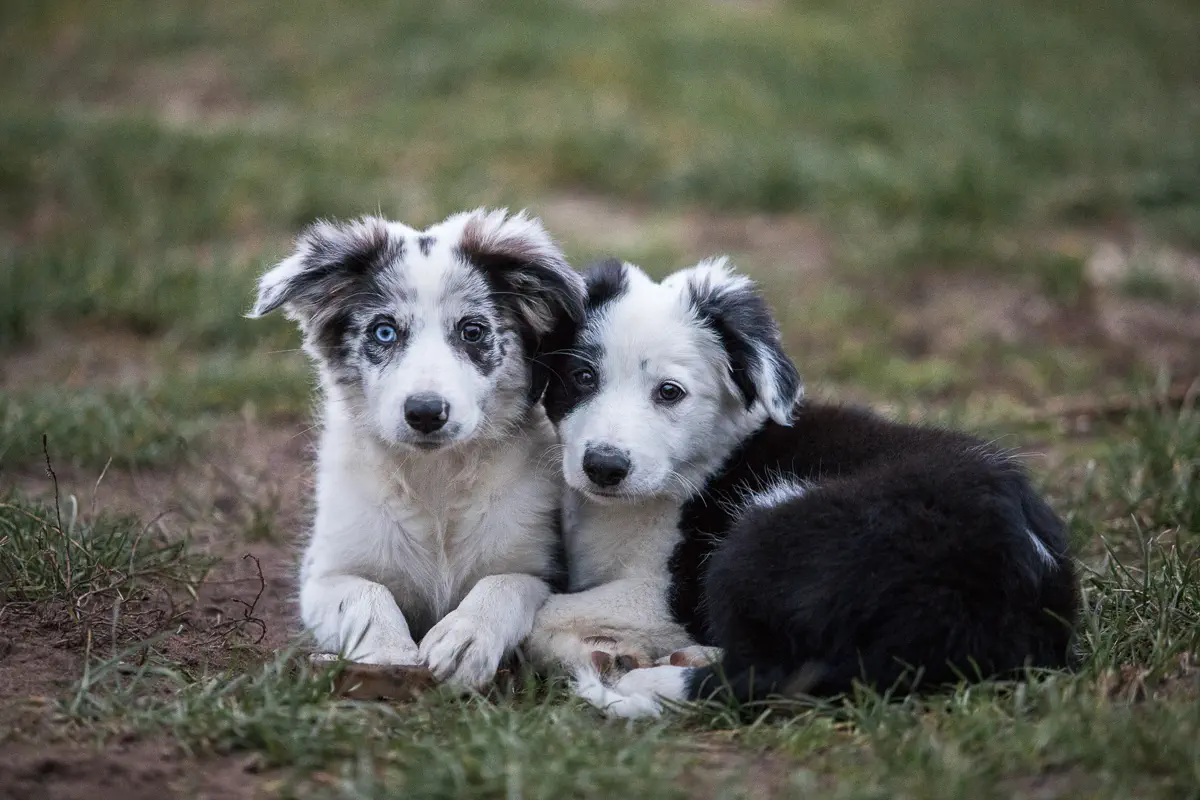 Zwei Border Collie Welpen liegen angekuschelt nebeneinander im Gras und schauen in die Kamera