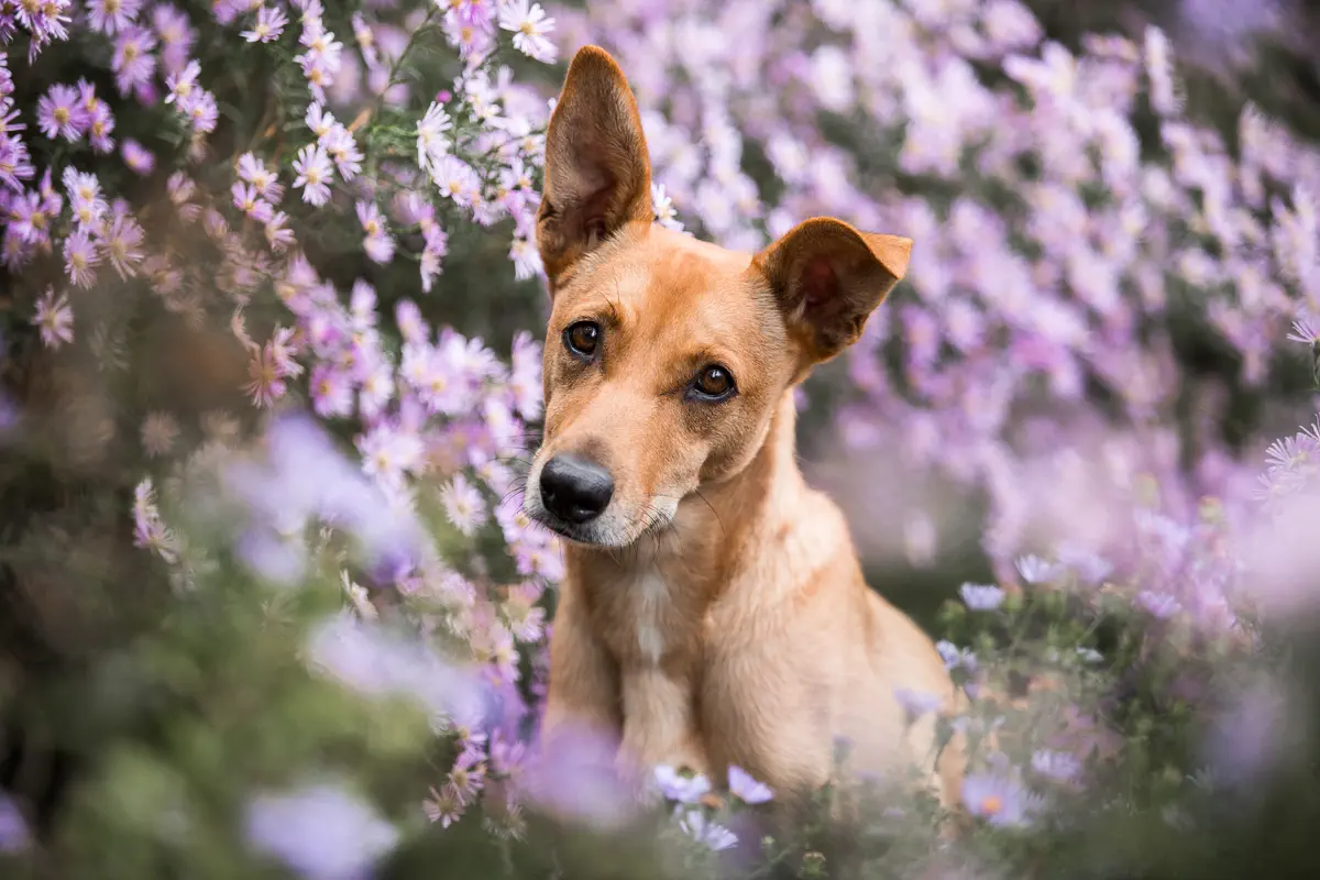 Brauner Mischling mit einem leicht hängenden Ohr sitzt in einem rosa blühenden Busch