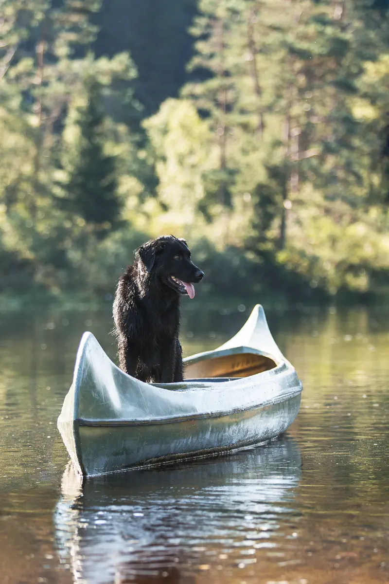 Schwarzer Hund steht in einem Kajak auf einem Fluss