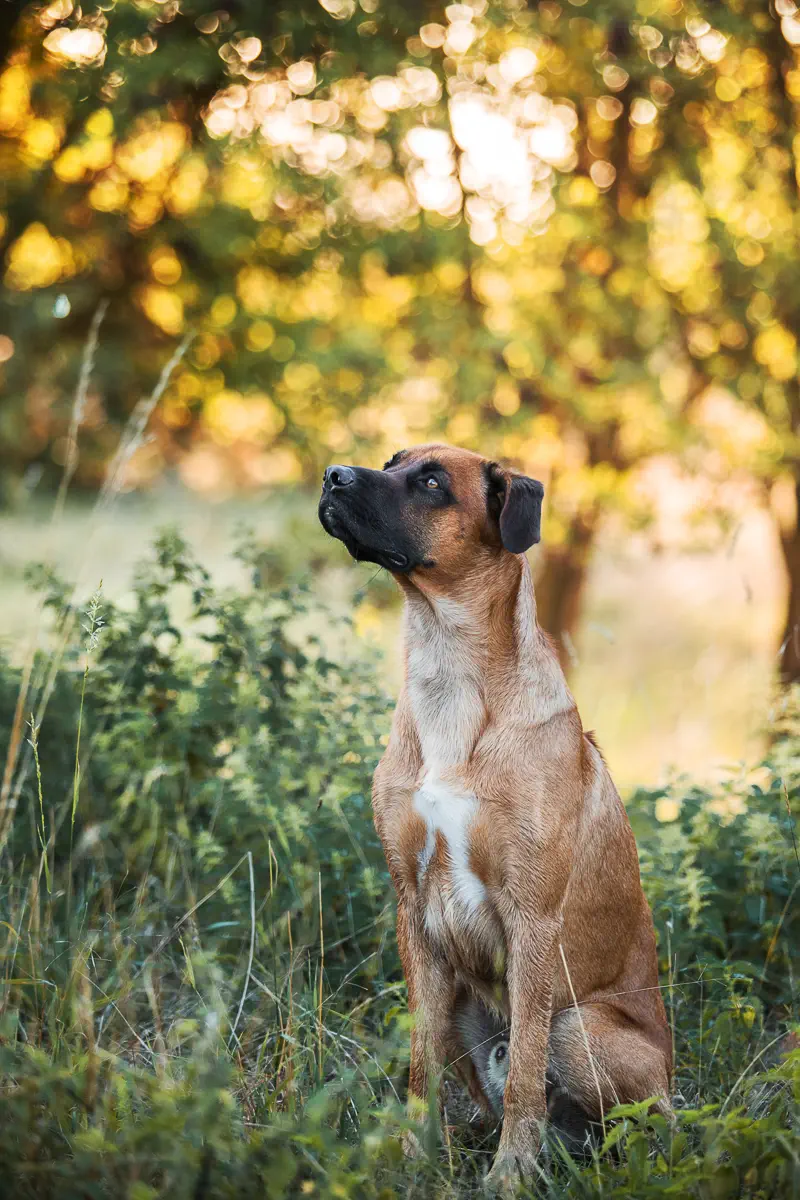 Rhodesian Ridgeback sitzt in einer Wiese mit einem Baum im Hintergrund.