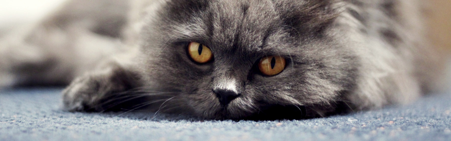 Katze mit roten Augen