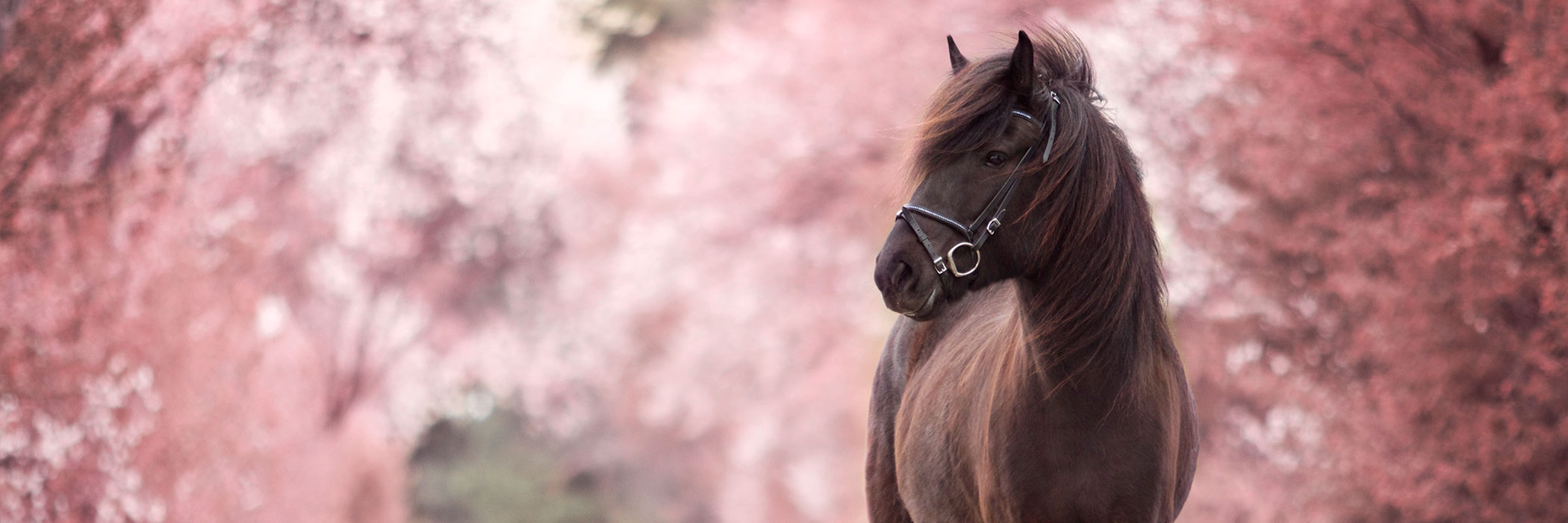 Titelbild Schneefoto gallopierendes Pferd in den Bergen