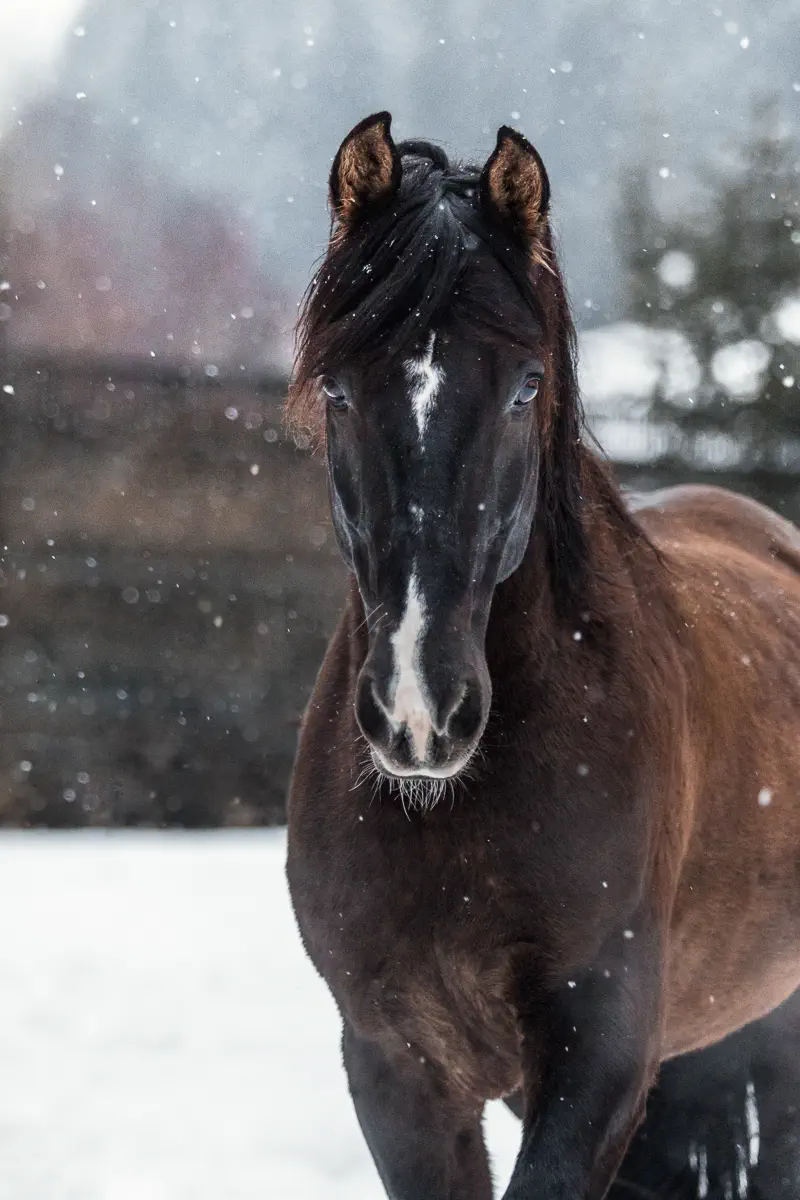 Braunes Pferd im Portrait im Schneegestöber