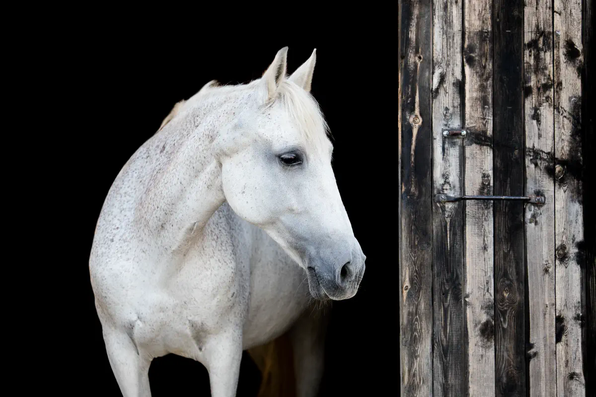 Weißes Großpferd in der Stallgasse vor schwarzem Hintergrund