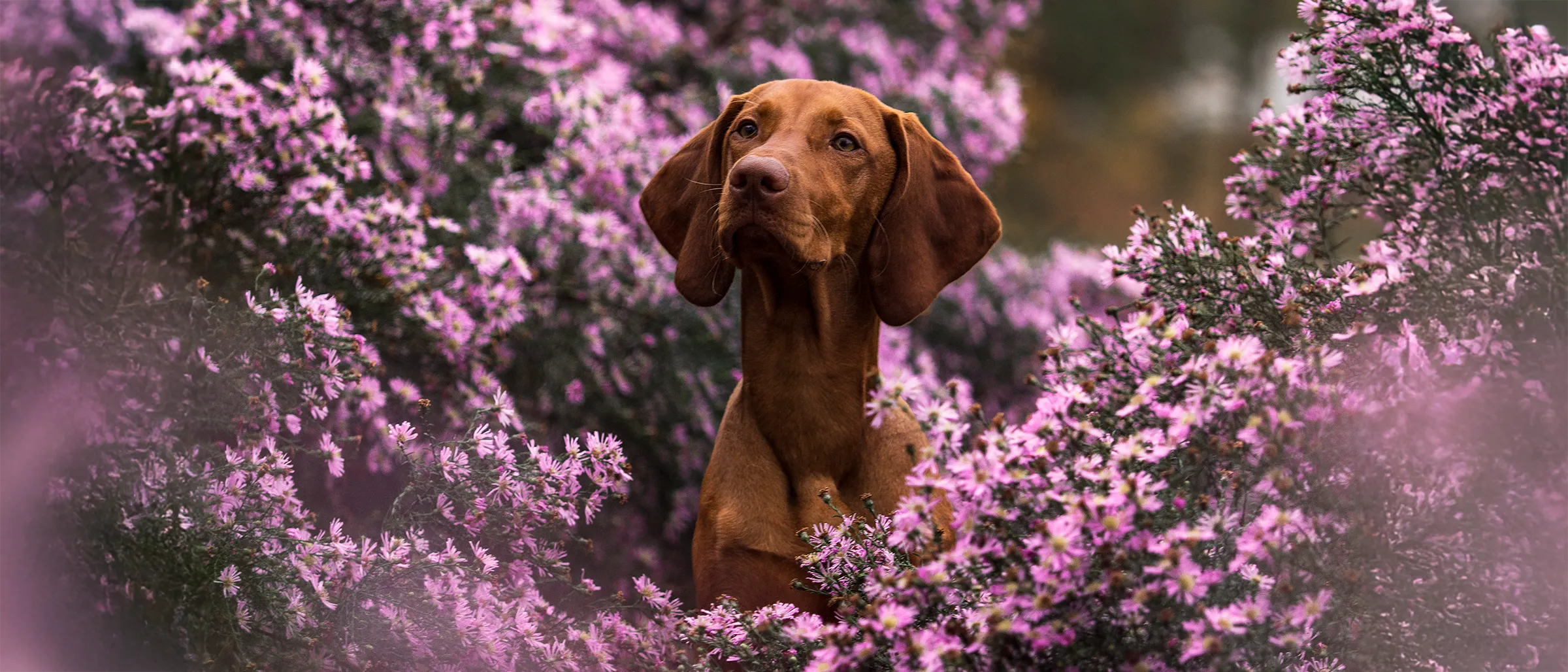 Hund im rosa Blütenmeer