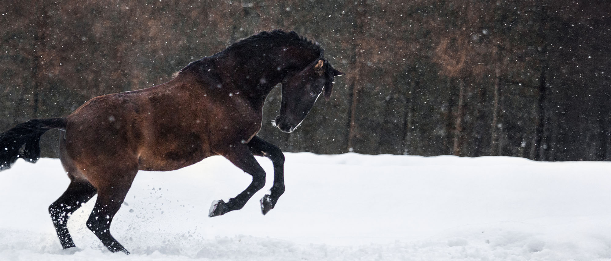 Pferd galoppiert im Schnee