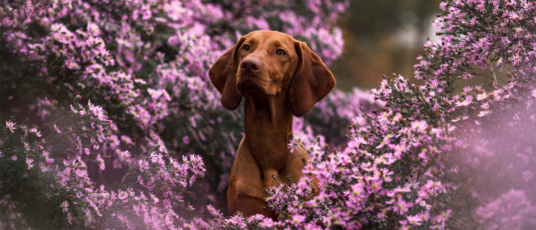 Hund im rosa Blütenmeer